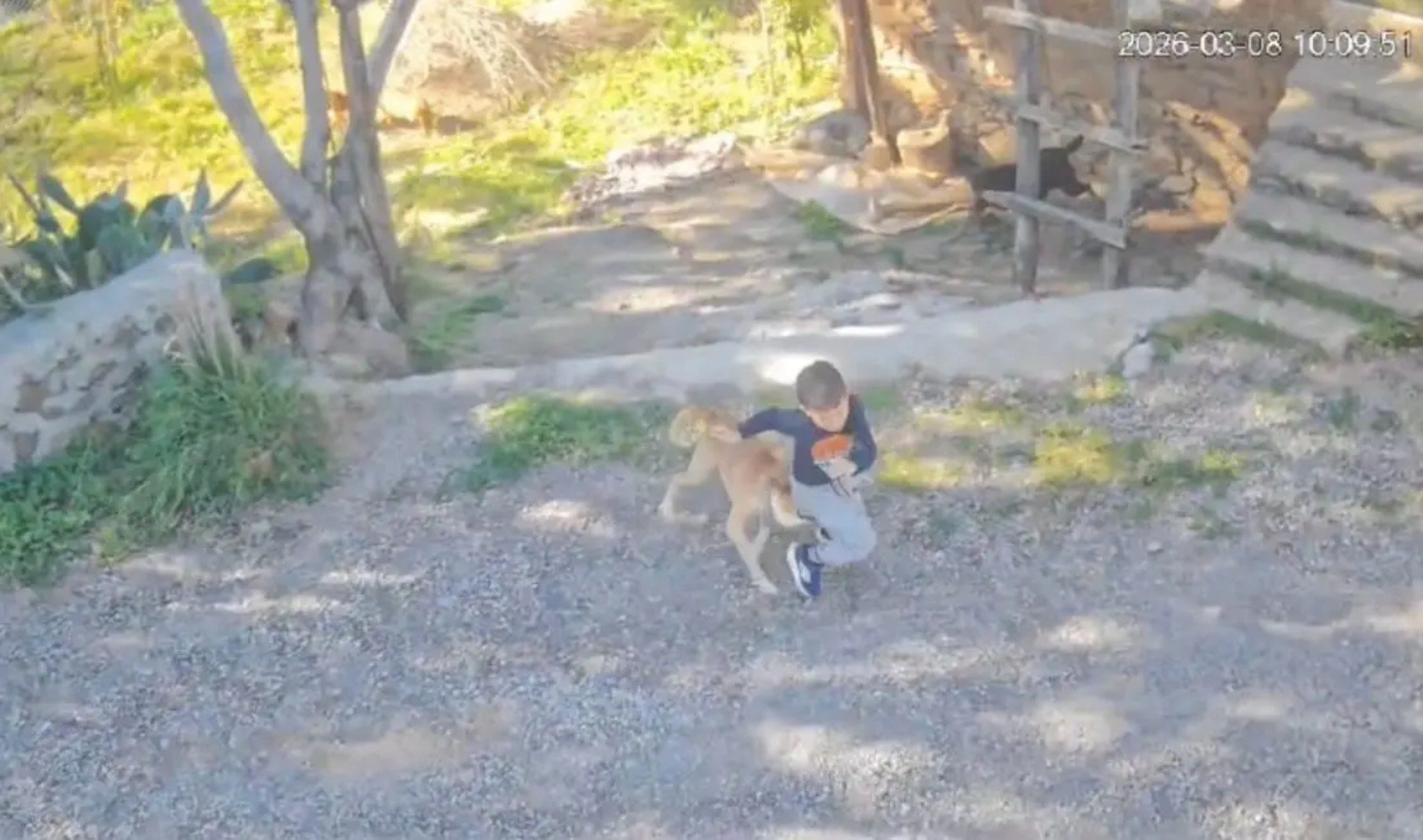 Sokakta Oynayan Çocuk Köpek Saldırısında Yaralandı