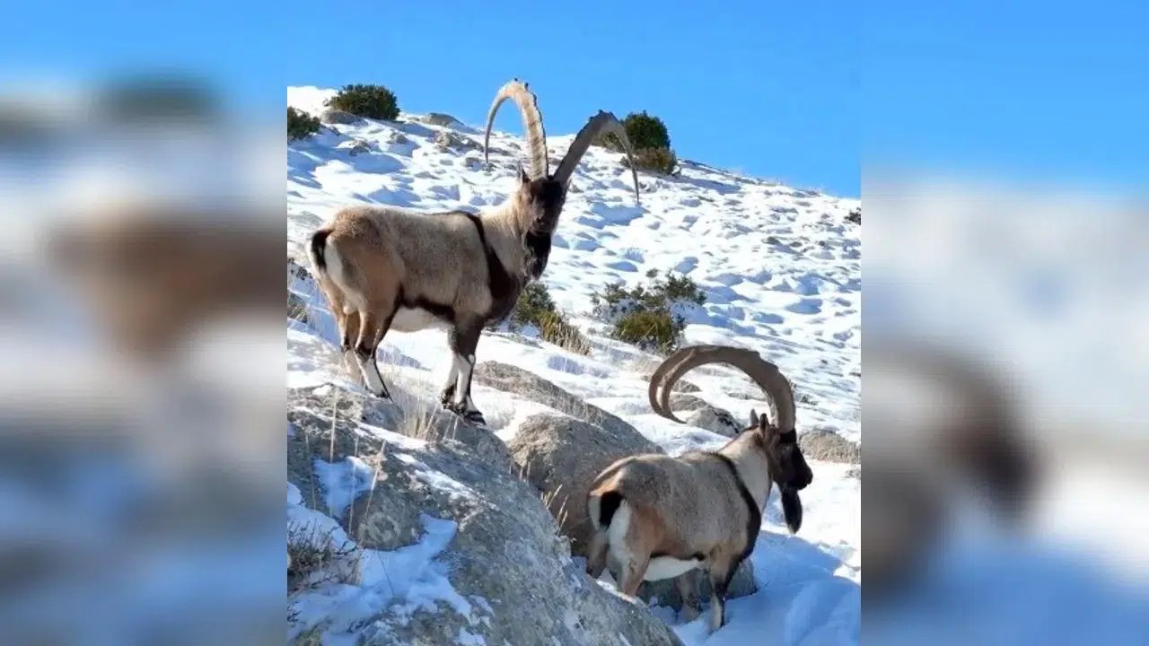 Yaban Keçilerinin Sayısı Neden Arttı?