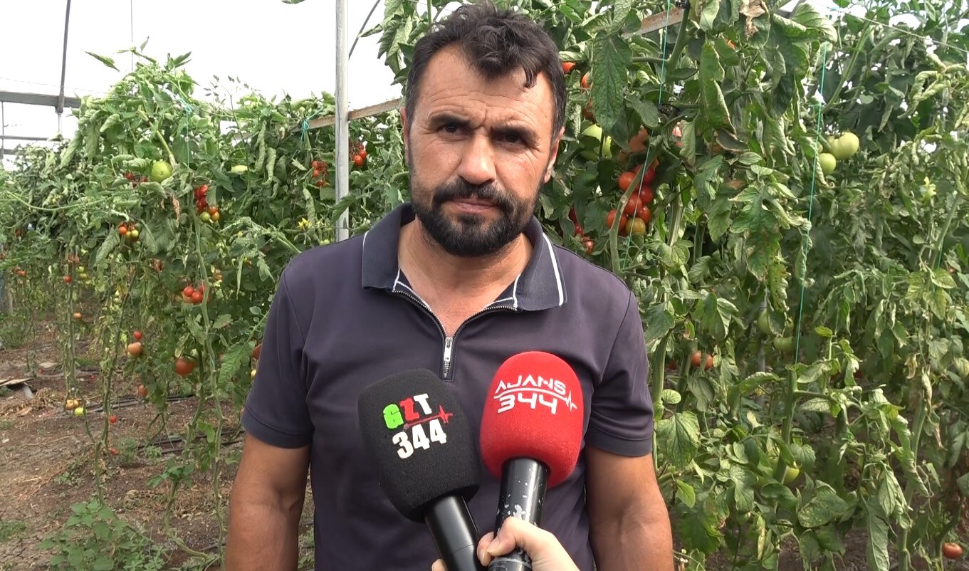 Kahramanmaraş'ta Seradan Türkiye'ye Domates Sevkiyatı
