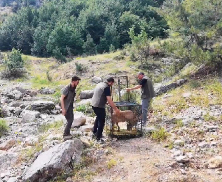 Kahramanmaraş'ta Yaralı Dağ Keçisi Yeniden Özgürlüğüne Kavuştu