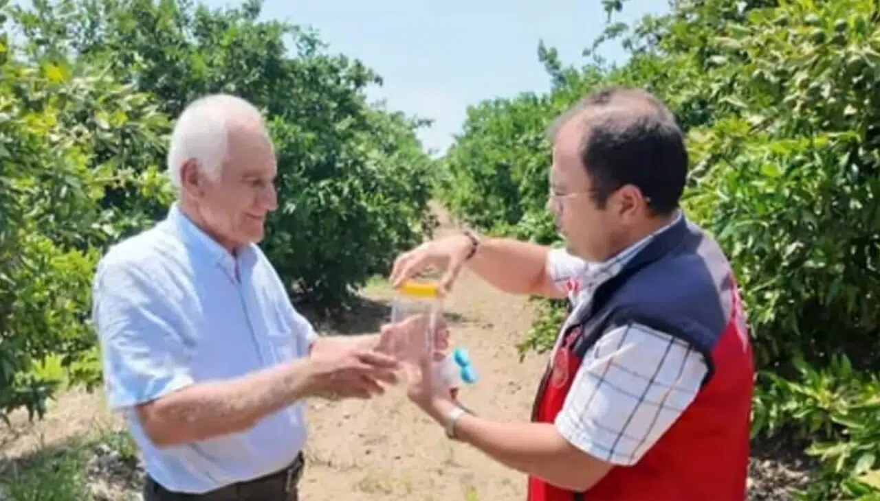 Andırın'da Narenciye Bahçelerine Faydalı Böcek Salımı