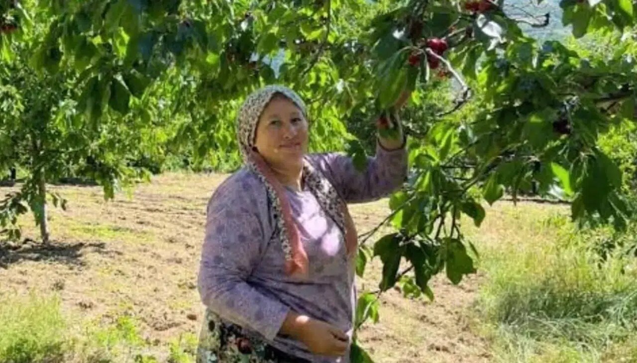 Kahramanmaraş'ın Dünyaca Ünlü Çığşar Kirazında Hasat Başladı