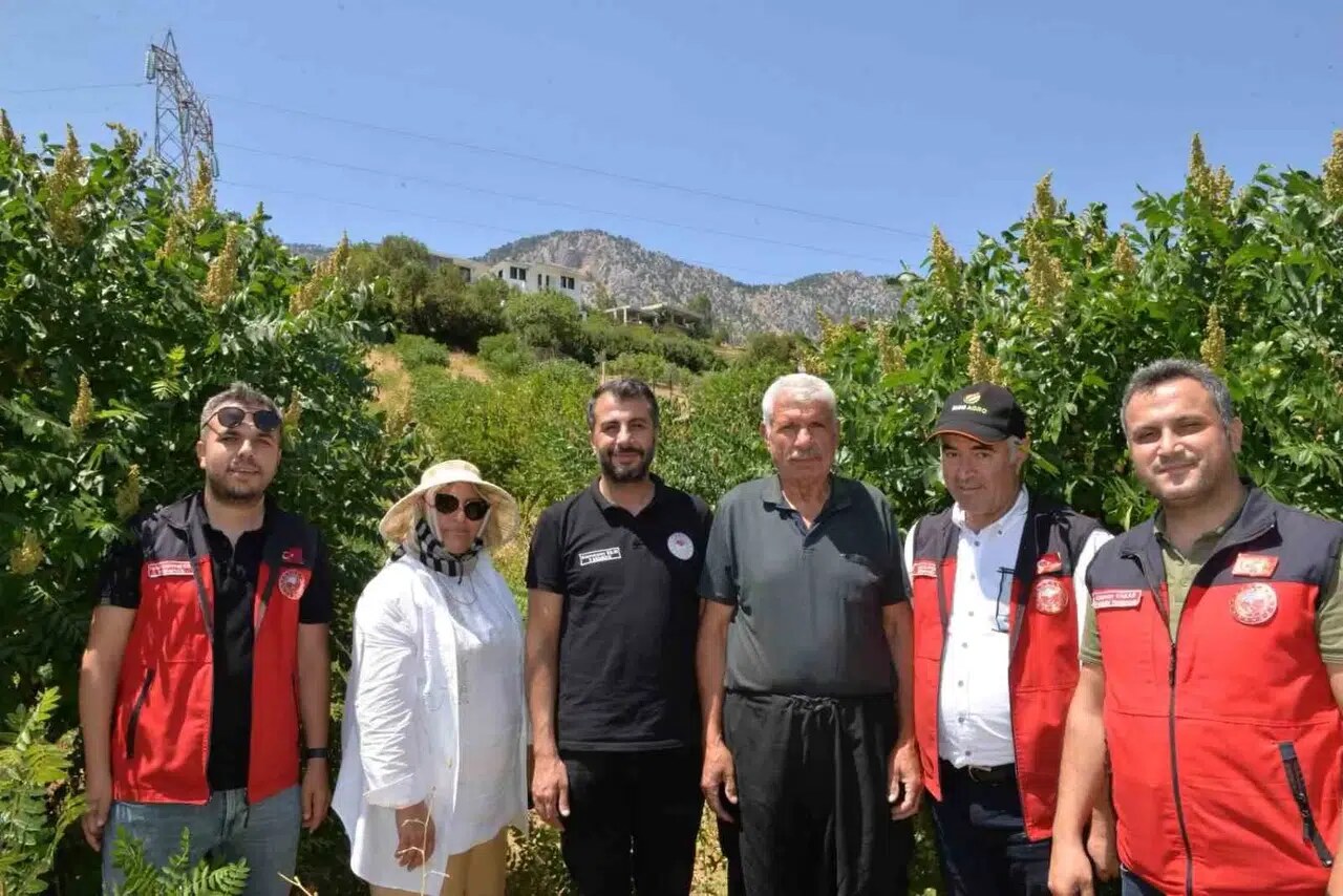 Kahramanmaraş'ta 22 Bin Sumak Fidanı İlk Meyvelerini Verdi