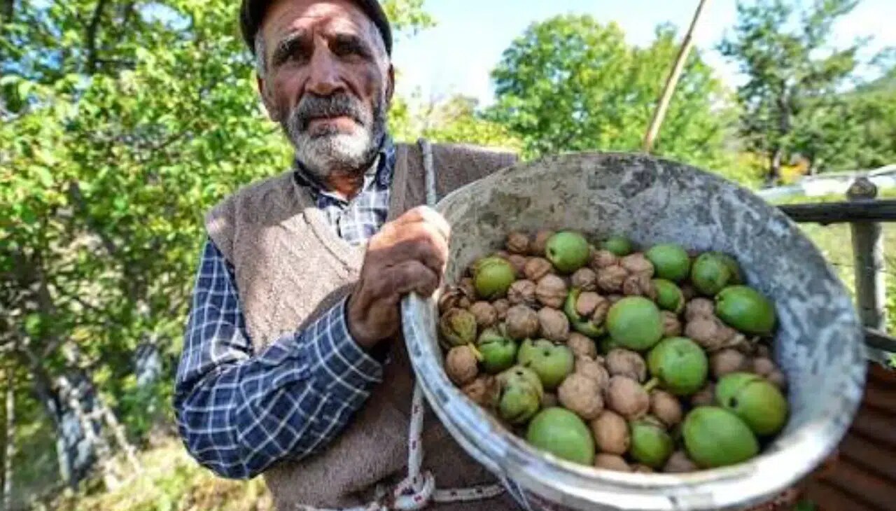 Kahramanmaraş'ta Yeni Hasat Heyecanı! Üreticiler Ceviz İçin Gün Sayıyor
