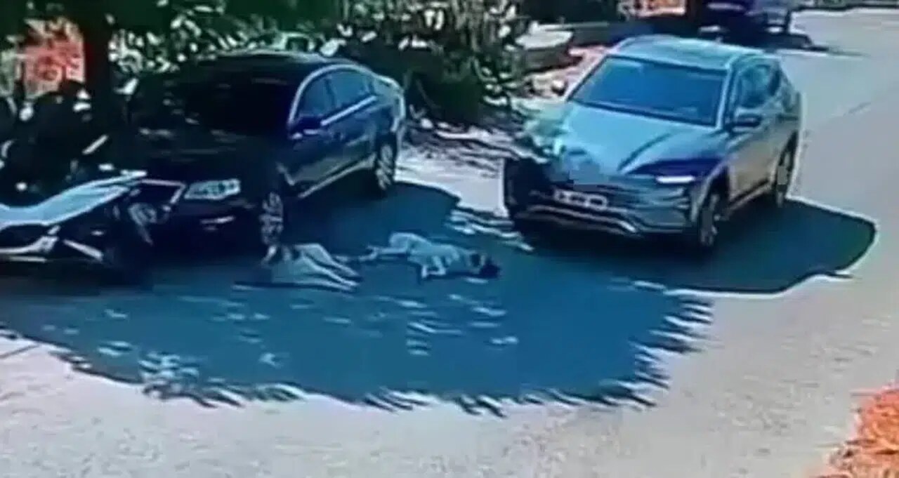 Bodrum’da Otomobil Yoldaki İki Köpeğin Üzerinden Geçti