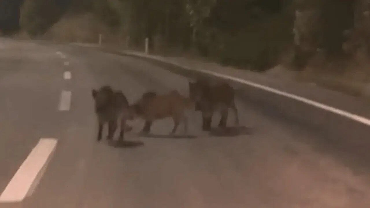 Gece Yarısı Andırın’da Yola Çıktılar! O Anlar Kamerada