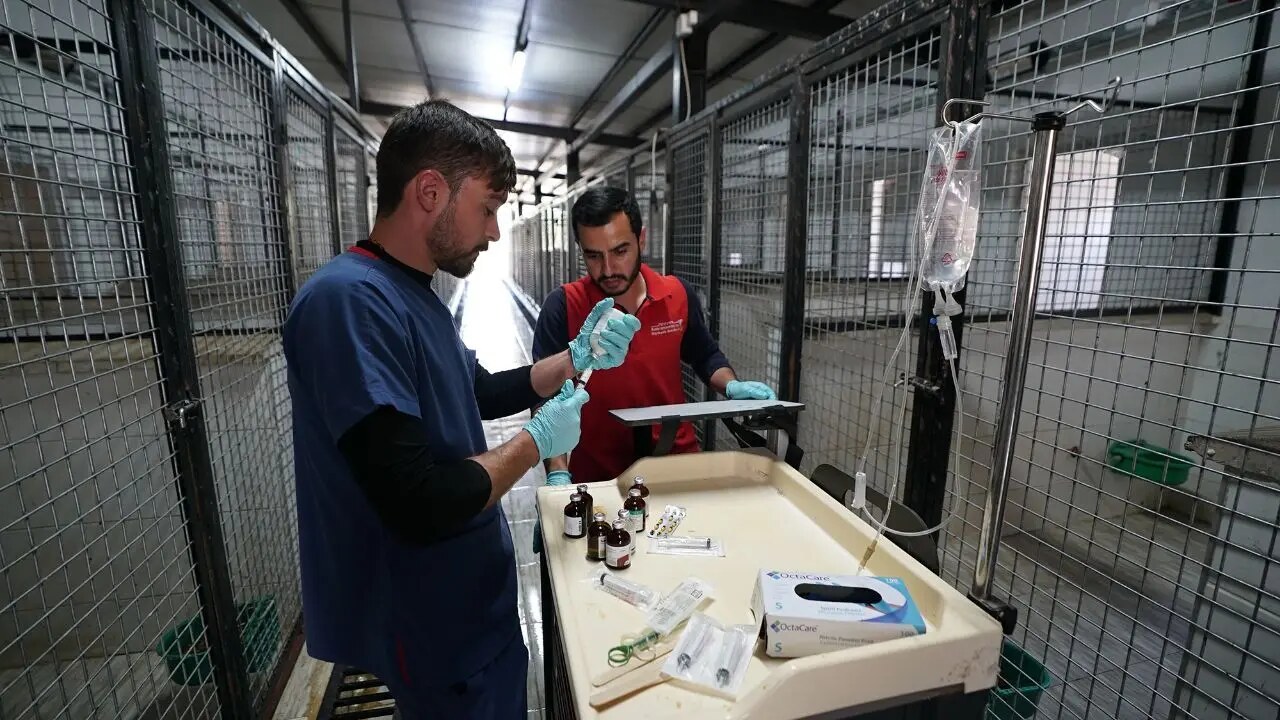 Kahramanmaraş’ta 5 Bin Hayvana Güvenli Yaşam Alanı
